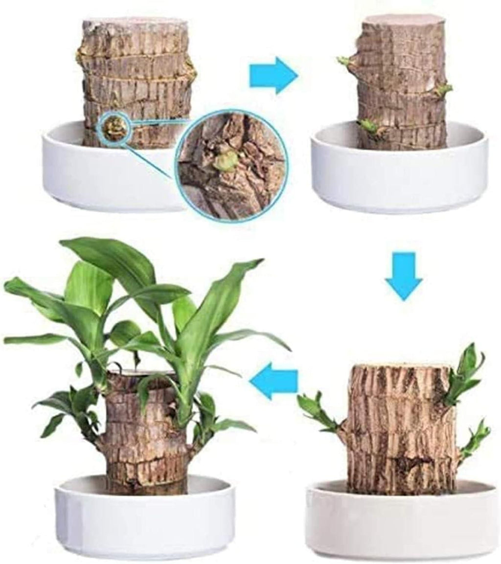 Brazilian Lucky Wood Plant (Pack of 2)