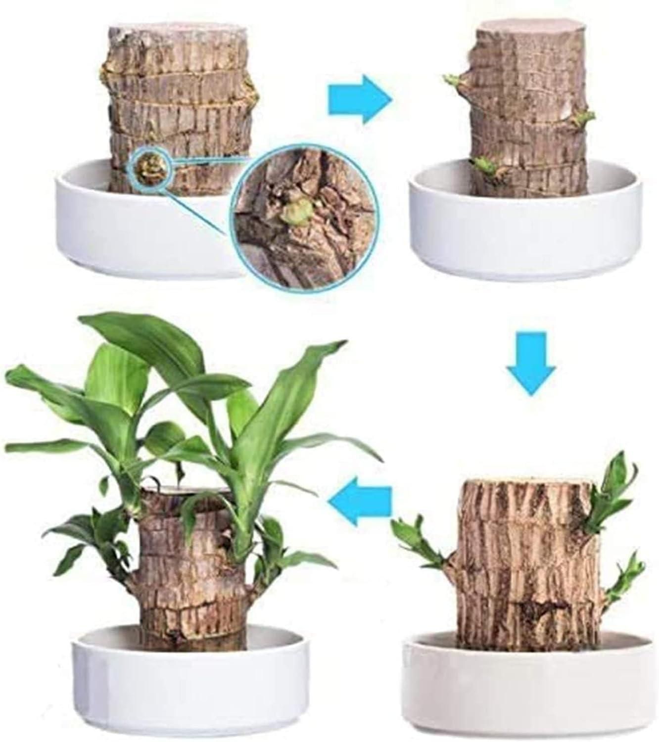 Brazilian Lucky Wood Plant (Pack of 2)